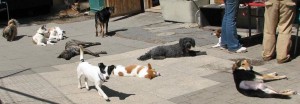 Siesta