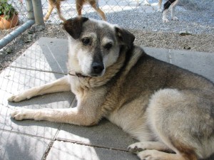 Gorbi92012