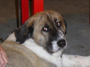 Zarita
