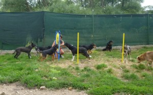 Agility-Lektion 1 Gruppe der Erwachsenen 20.7.14 3