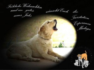 weihnachten Ronny 14