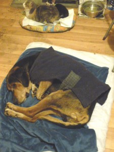 Jago und die Katzen sind da     10 1 2015