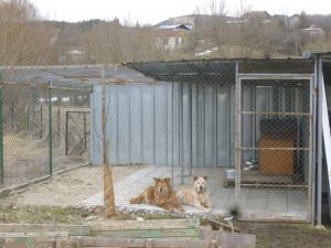 Bendji und Puchi - die neue Gehaege 22.3.2015 1