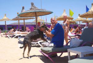 H 62, Hündin, Sofie wieder frei am Strand